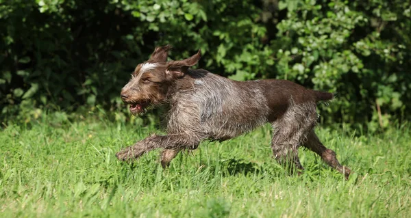 Szorstkowłosy pies wskazując biegania — Zdjęcie stockowe