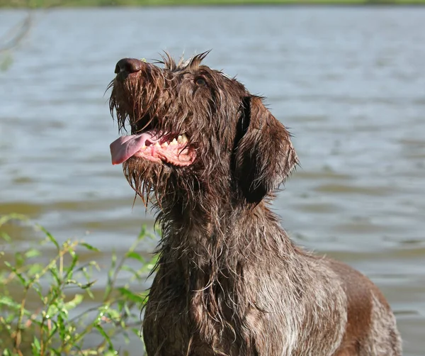 Yaz aylarında İtalyan Kırçıl işaret eden köpek