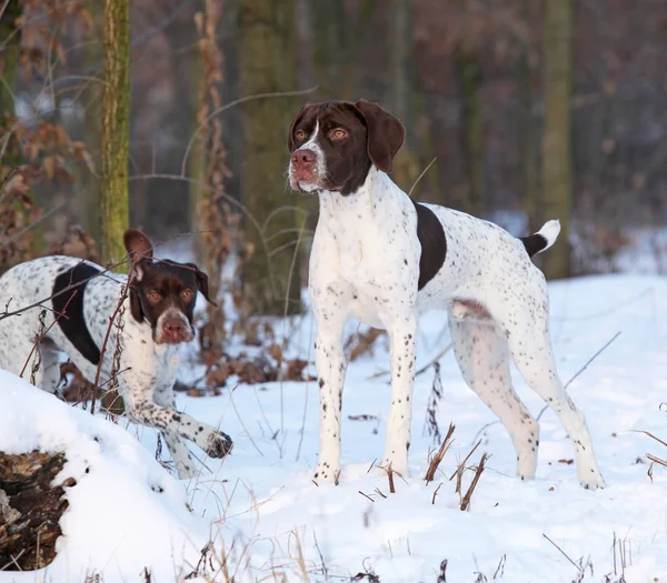 Harika Fransızca işaret eden köpek kış — Stok fotoğraf