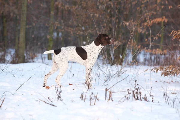 Fantastisk fransk spisehund om vinteren. – stockfoto