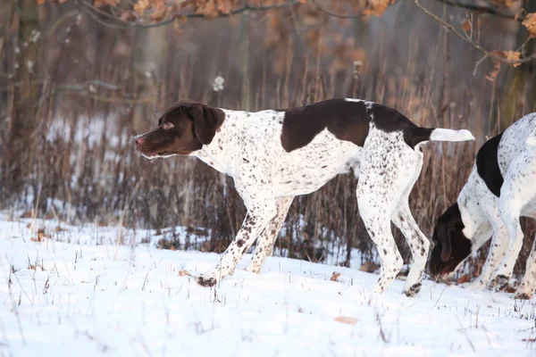 Güzel Fransız köpek işaret eden kışın taşıma — Stok fotoğraf
