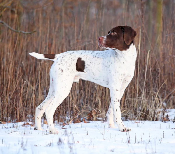 Incredibile cane da puntamento francese in inverno — Foto Stock