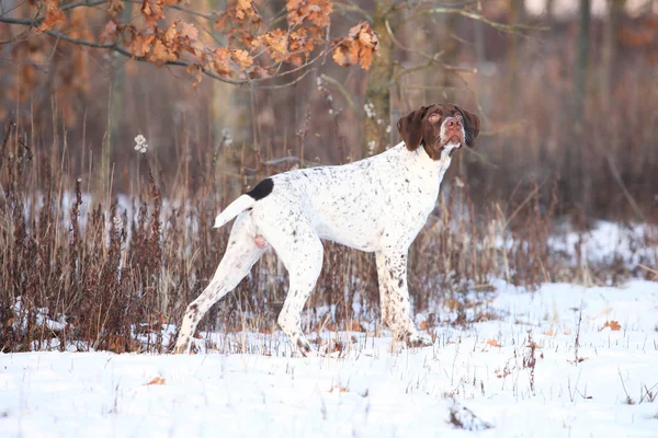 Incroyable chien pointeur français en hiver — Photo