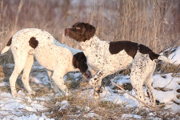 Fransız işaret eden köpekler — Stok fotoğraf