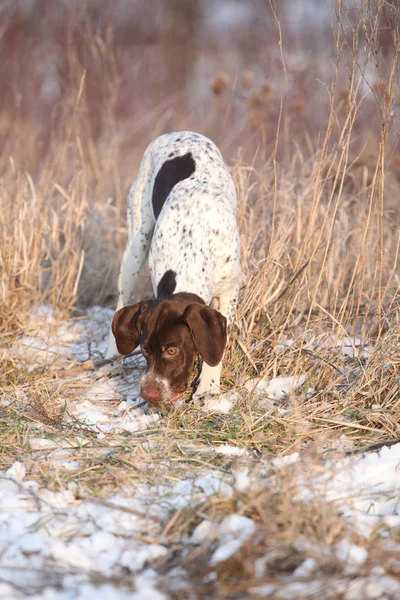 Fransızca işaret eden kışın oynayan köpek — Stok fotoğraf