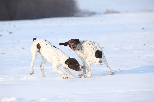 French Pointing Chiens jouant dans la neige — Photo