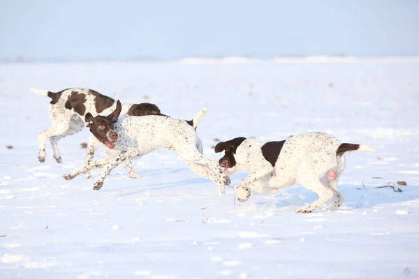 Fransızca işaret karda oynarken köpekler — Stok fotoğraf