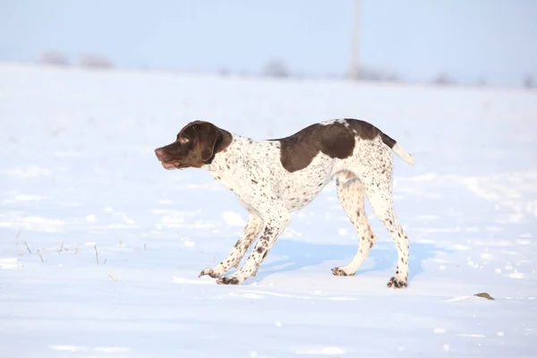 Fransızca işaret eden köpek ayakta karda — Stok fotoğraf