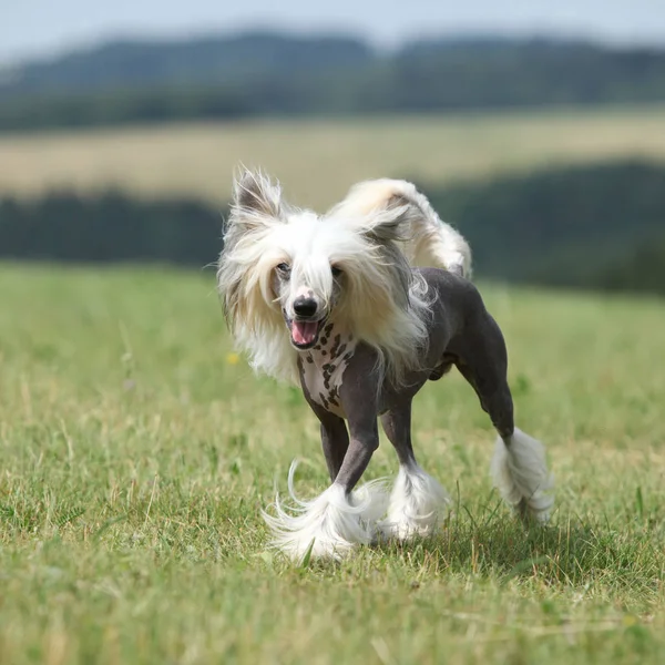 Όμορφη κινεζικό λοφιοφόρο σκυλί τρέχοντας — Φωτογραφία Αρχείου