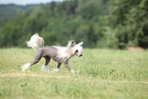 美丽的中国冠毛犬狗赛跑 — 图库照片