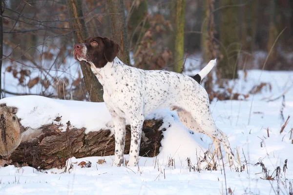 Harika Fransızca işaret eden köpek kış — Stok fotoğraf