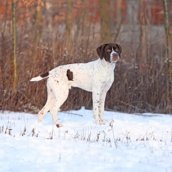 Cão de Apontar Francês Incrível no Inverno — Fotografia de Stock