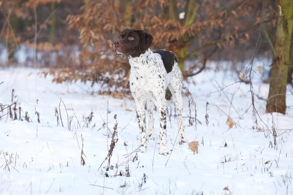 Harika Fransızca işaret eden köpek kış — Stok fotoğraf