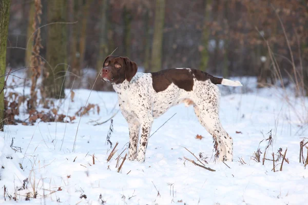 Harika Fransızca işaret eden köpek kış — Stok fotoğraf