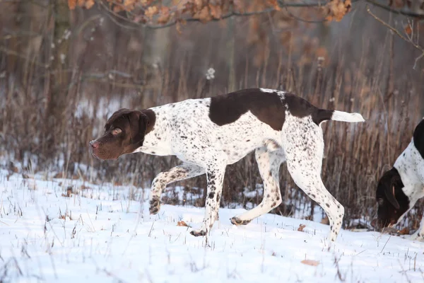 Nice French Pointing Dog moving in winter — Stock Photo, Image