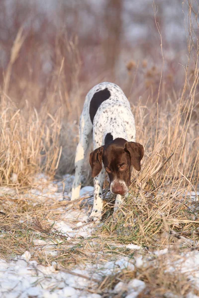 Fransızca işaret eden kışın oynayan köpek — Stok fotoğraf