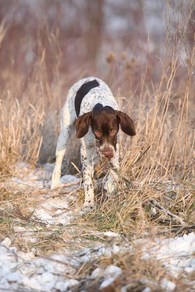 Fransızca işaret eden kışın oynayan köpek — Stok fotoğraf