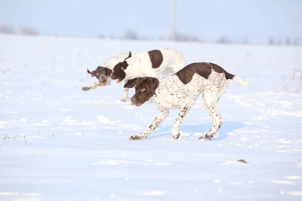 Fransızca işaret karda oynarken köpekler — Stok fotoğraf