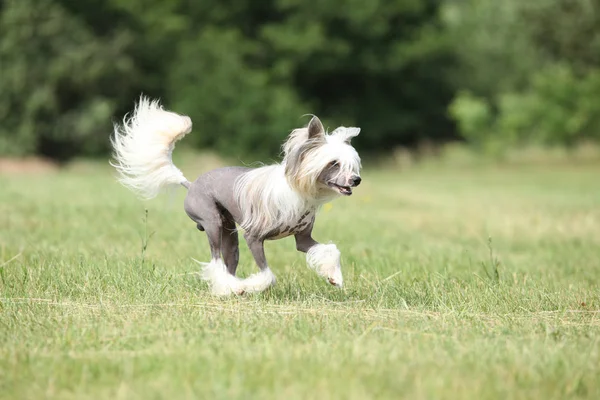 Magnifique chien chinois à crête courir — Photo