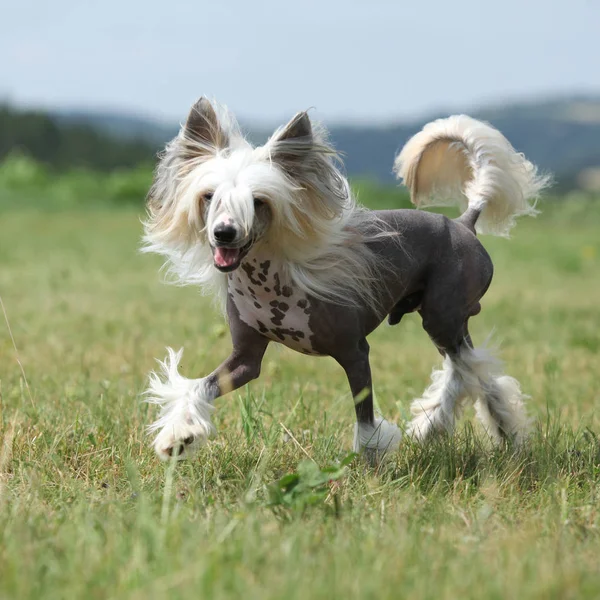 美丽的中国冠毛犬狗赛跑 — 图库照片