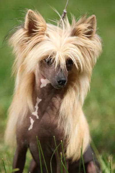 Portræt af Chinese Crested Dog - Stock-foto