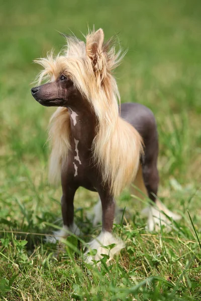 Portrait of Chinese Crested Dog — Stock Photo, Image