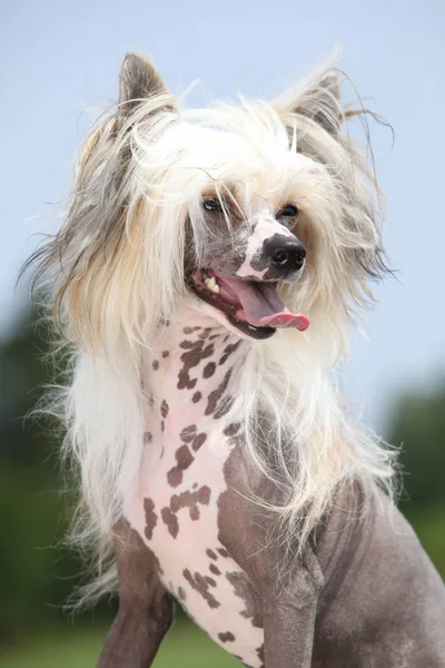 Portrét čínský chocholatý pes — Stock fotografie