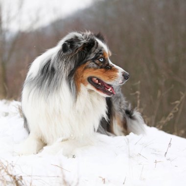 Kışın şaşırtıcı Avustralyalı çoban