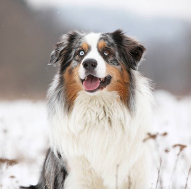 Kışın şaşırtıcı Avustralyalı çoban