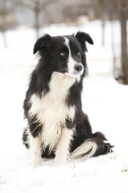 Collie Sınırı oturuyor