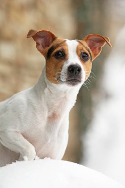 Portrait of Jack russell terrier clipart