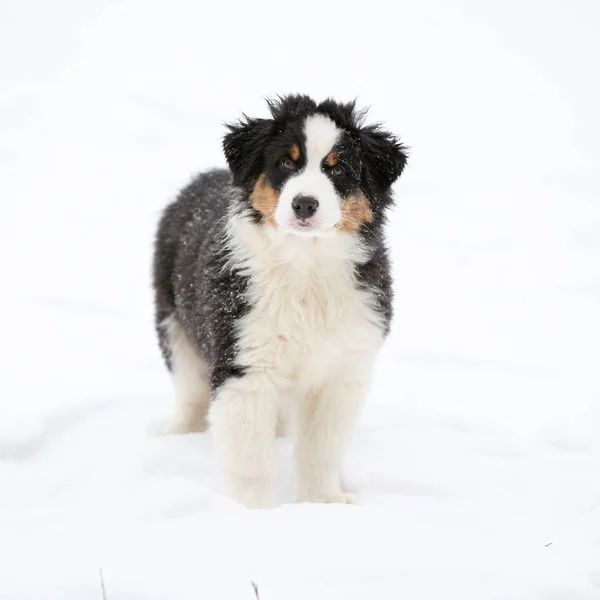 Kışın Avustralyalı çoban köpek — Stok fotoğraf