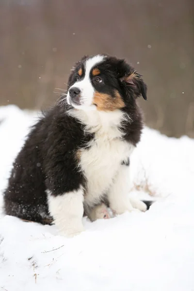 Puppy of australian shepherd in winter — Stock Photo, Image