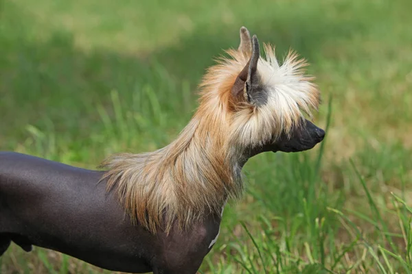 Portrait of Chinese Crested Dog — Stock Photo, Image