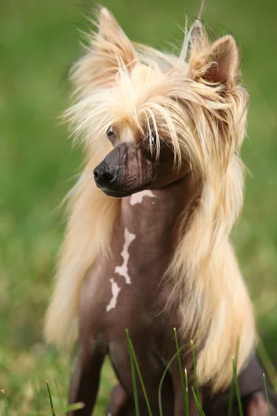 Portræt af Chinese Crested Dog - Stock-foto