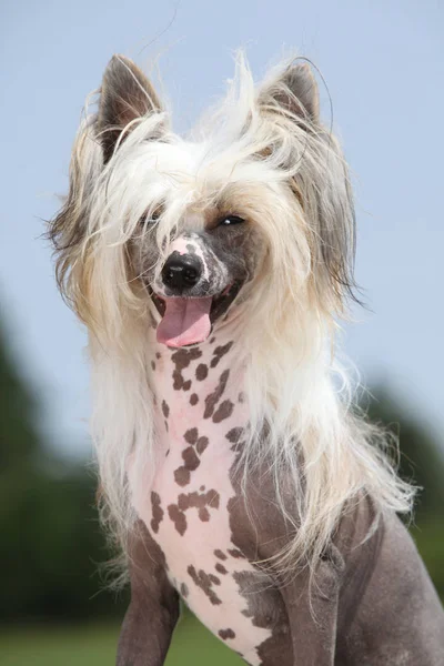 Retrato de perro cresta chino —  Fotos de Stock
