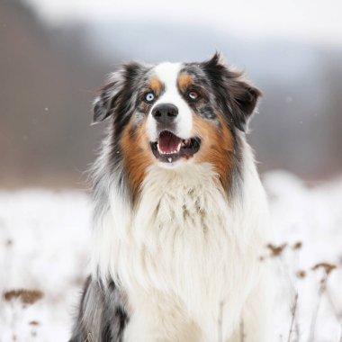 Kışın şaşırtıcı Avustralyalı çoban