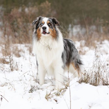 Kışın şaşırtıcı Avustralyalı çoban