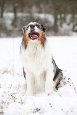 Kışın şaşırtıcı Avustralyalı çoban