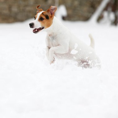 Kriko Rusya korkunç kış aylarında atlama