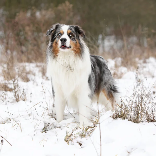 Kışın şaşırtıcı Avustralyalı çoban