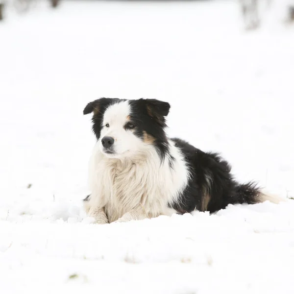 Border ποιμενικού σκύλου το χειμώνα — Φωτογραφία Αρχείου