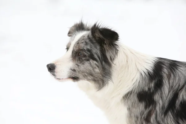 Potrait of amazing border collie — Stock Photo, Image