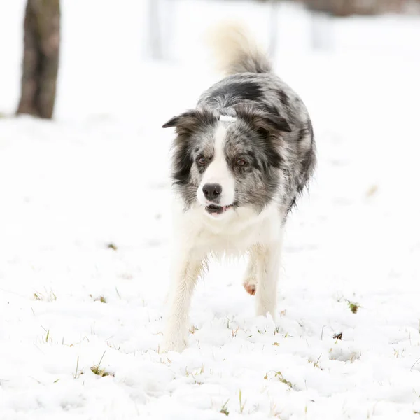 Border Collie Courir — Photo