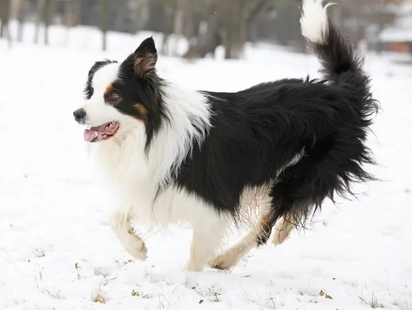 Border collie działa — Zdjęcie stockowe