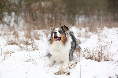 Kışın şaşırtıcı Avustralyalı çoban