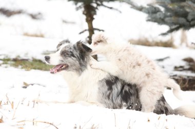 Anne ile oynarken kenar kömür ocağı köpek yavrusu