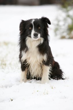 Collie Sınırı oturuyor