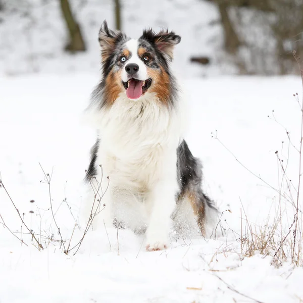 Berger australien en mouvement en hiver — Photo