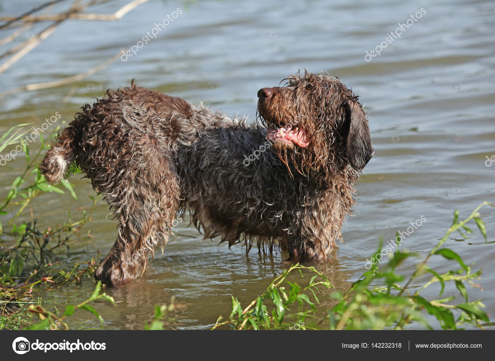 wire haired water dog